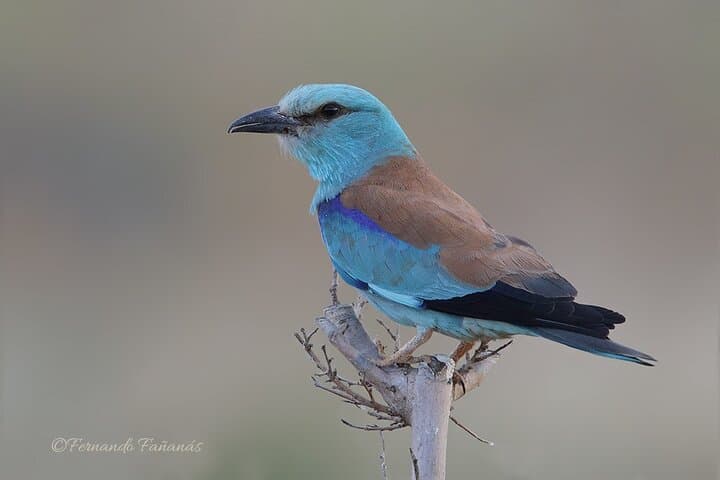 Photography Hides at Dehesa El Águila: Private Birding & Raptor Photography Near Puebla de la Reina photo 5
