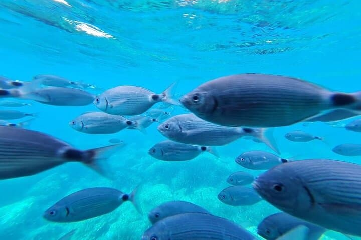 Catamaran to the Medes Islands: Super Underwater Vision from Estartit photo 5