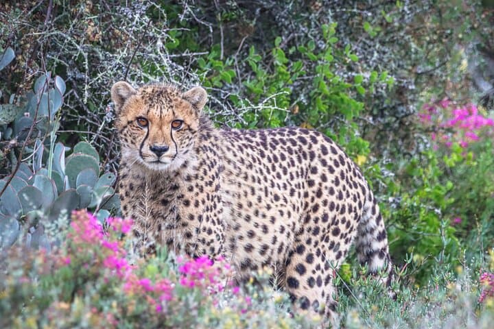 Free Roaming Cheetah Experience at Buffelsdrift Game Lodge, Oudtshoorn photo 3