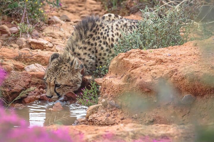Free Roaming Cheetah Experience at Buffelsdrift Game Lodge, Oudtshoorn photo 4