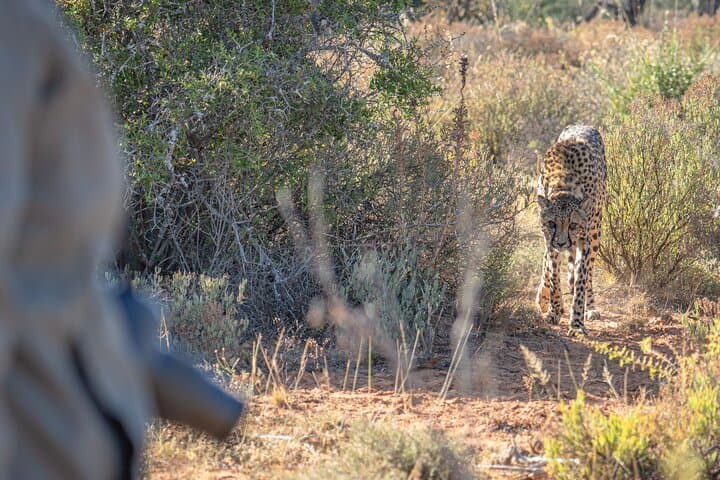 Free Roaming Cheetah Experience at Buffelsdrift Game Lodge, Oudtshoorn photo 2