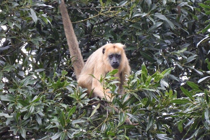 Full-Day Paraguay River Nature & Wildlife Boat Tour from Asunción photo 2
