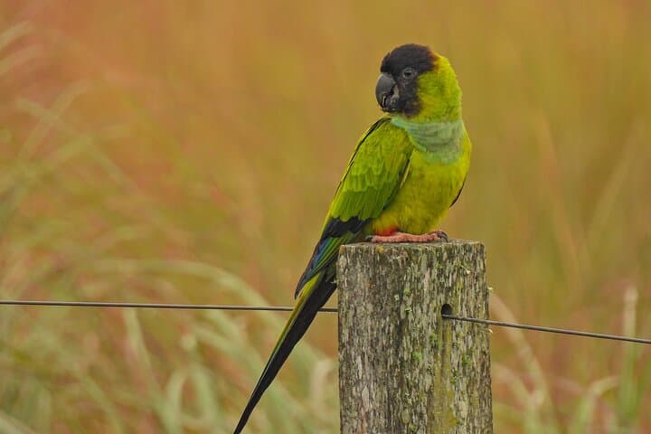 Full-Day Paraguay River Nature & Wildlife Boat Tour from Asunción photo 4