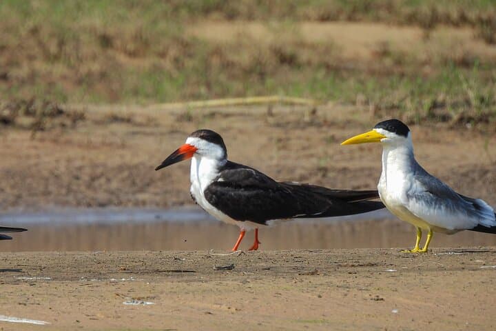 Full-Day Paraguay River Nature & Wildlife Boat Tour from Asunción photo 5