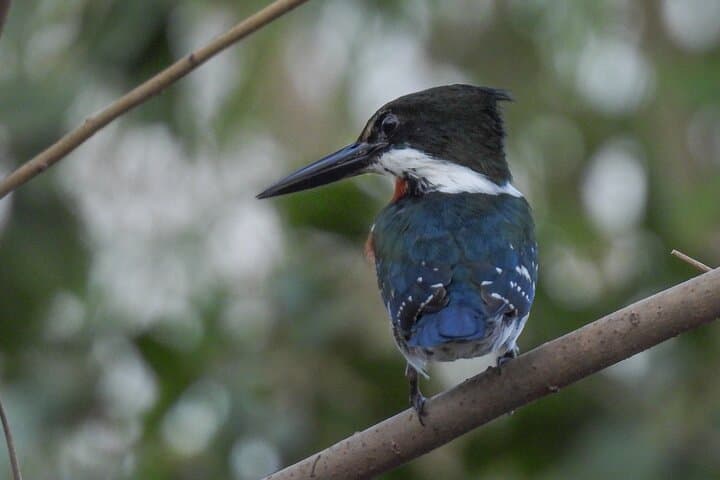 Full-Day Paraguay River Nature & Wildlife Boat Tour from Asunción photo 6