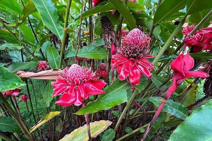 3-Day Manu Amazon Rainforest Private Tour — Wildlife, Hummingbirds & Clay Licks from Cusco photo 4