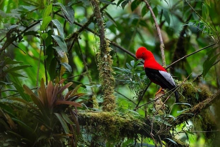 3-Day Manu Amazon Rainforest Private Tour — Wildlife, Hummingbirds & Clay Licks from Cusco photo 6