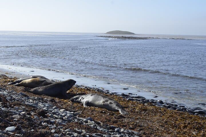 Whale Point Wild Shores: Elephant Seals, Gentoo Penguins & Stanley Day Tour photo 3