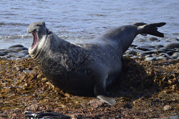 Whale Point Wild Shores: Elephant Seals, Gentoo Penguins & Stanley Day Tour photo 1