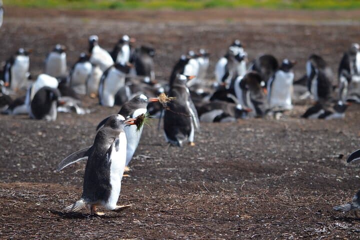 Whale Point Wild Shores: Elephant Seals, Gentoo Penguins & Stanley Day Tour photo 2