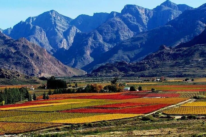 Cape Town Private Tour: Robben Island History and Constantia Wine Tasting photo 4