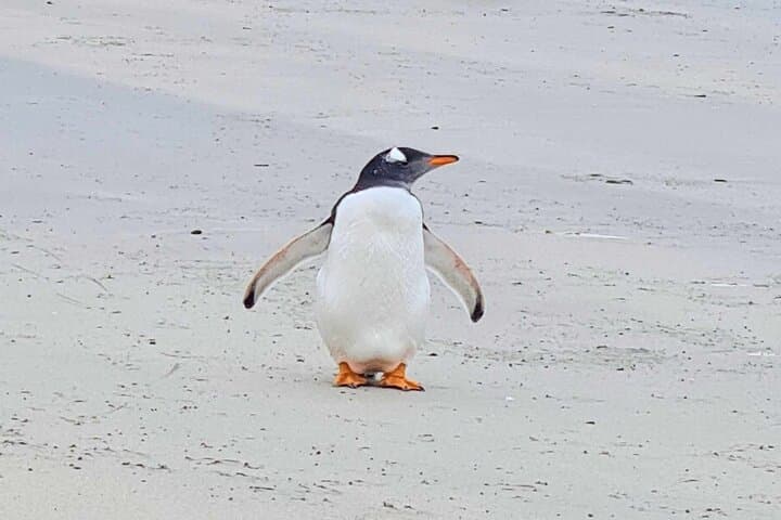 Whale Point Wild Shores: Elephant Seals, Gentoo Penguins & Stanley Day Tour photo 4