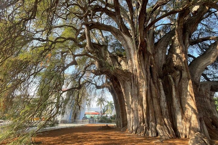 Cycling to the Tule Tree and Oaxaca’s Gastronomic Market photo 2