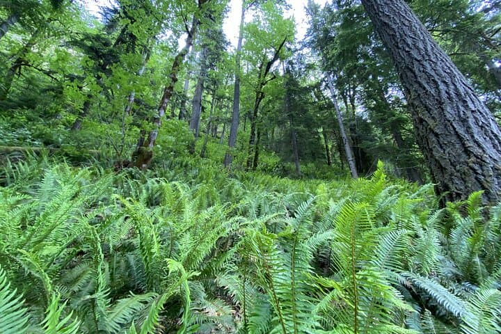 Half-Day Guided Tour: Lake Crescent & Marymere Falls in Olympic National Park photo 3