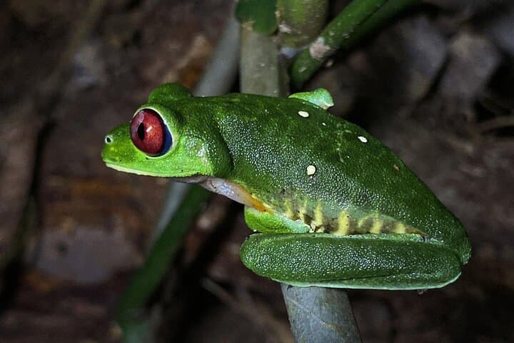 Uvita Night Walk: Guided Costa Rica Rainforest Wildlife Tour
