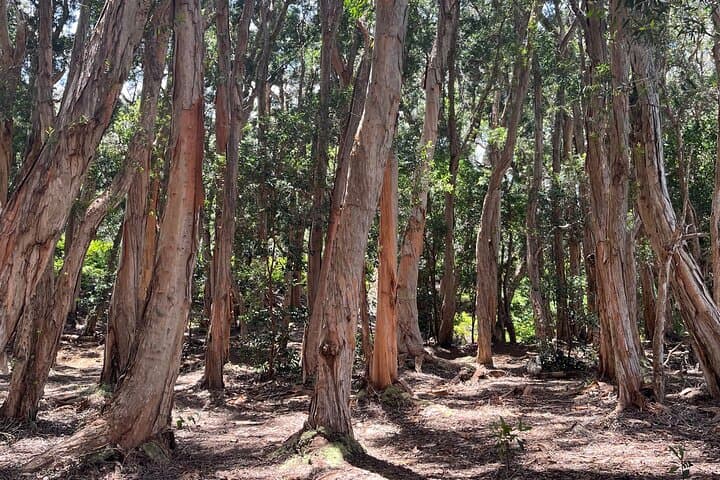 Aiea Loop Trail: 3-Hour Private Hike Along Oahu’s Ridge and Heiau photo 5