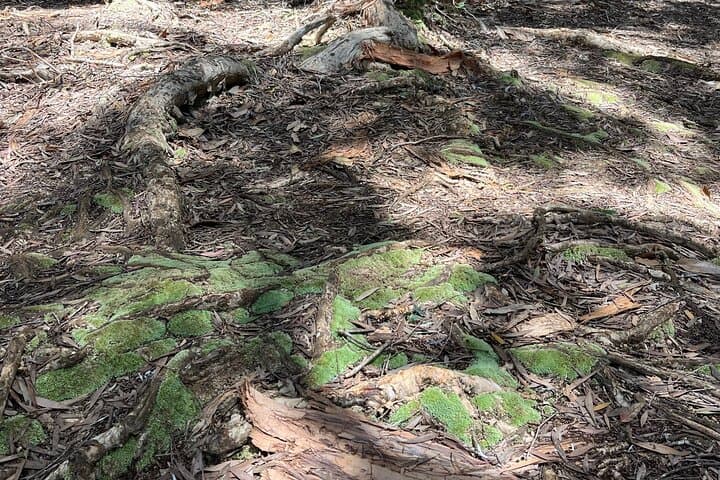 Aiea Loop Trail: 3-Hour Private Hike Along Oahu’s Ridge and Heiau photo 6