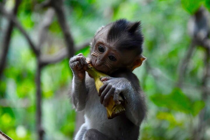 Ubud Full-Day Highlights: Monkey Forest, Giant Swing, Rice Terraces & Waterfall photo 4
