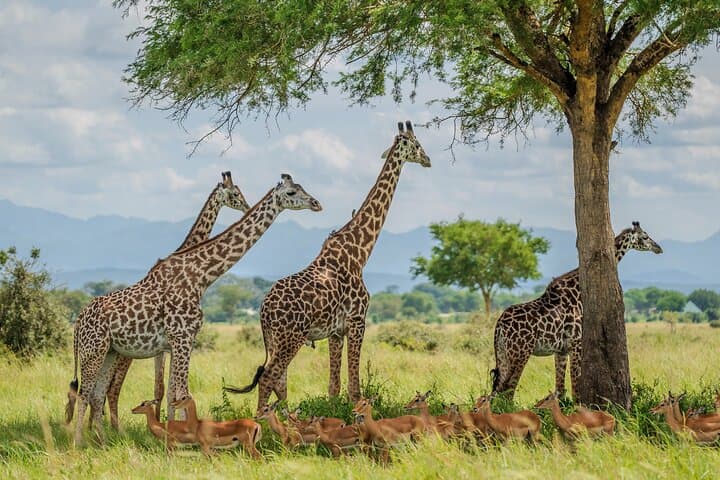 2-Day Mikumi Safari from Zanzibar — Wildlife, Masai Village & Hippo Pool photo 3