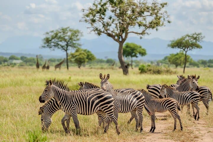 2-Day Mikumi Safari from Zanzibar — Wildlife, Masai Village & Hippo Pool photo 4