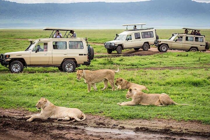 7-Day Private Serengeti & Ngorongoro Safari from Arusha photo 3