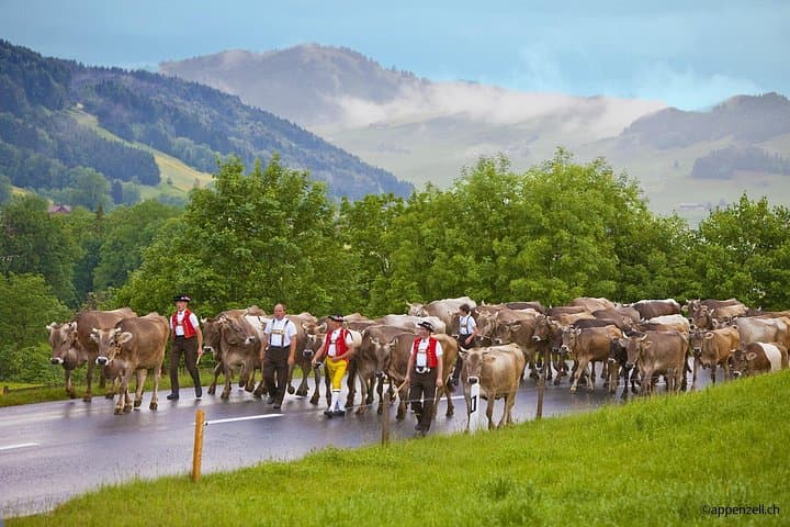 Zurich open-top bus, Chocolarium & Appenzell cheese factory day tour photo 4