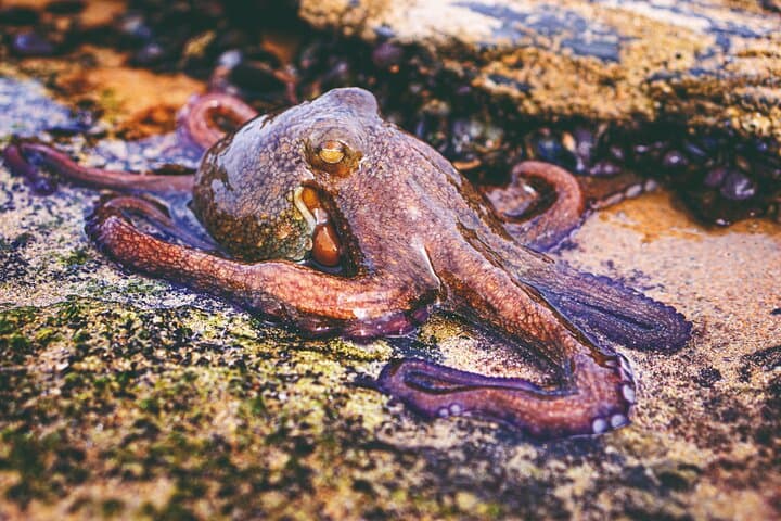 Monte Clérigo Tide Pool Safari: Guided Tidepool Walk in Costa Vicentina