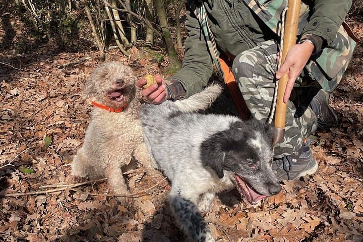 Truffle Hunting in San Miniato: Guided Dog-Led Walk & Tasting in Tuscany