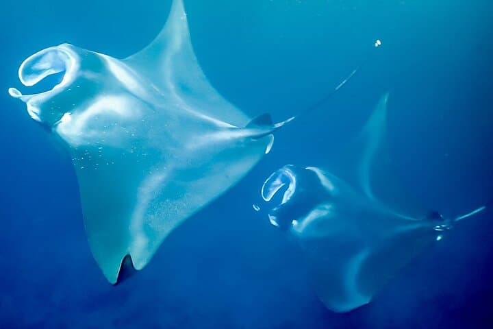 Kona Late-Night Manta Snorkel: Swim with Giant Rays from a 50' Catamaran