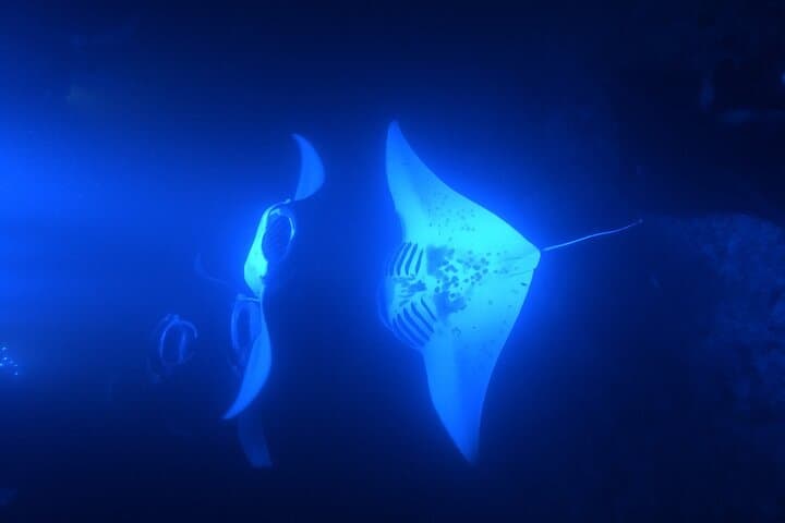 Kona Late-Night Manta Snorkel: Swim with Giant Rays from a 50' Catamaran photo 4
