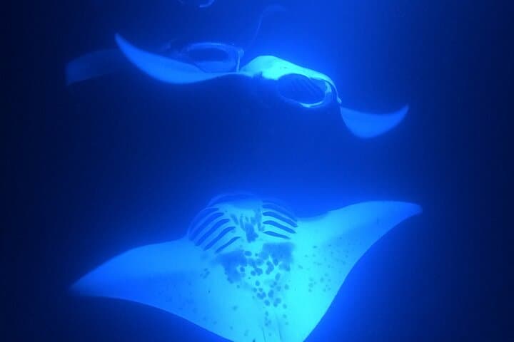 Kona Sunset & Night Manta Ray Snorkel Adventure photo 6
