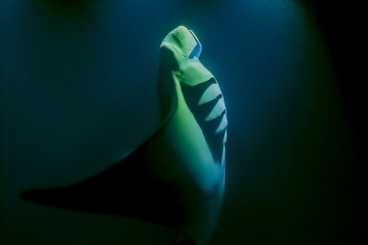 Kona Sunset & Night Manta Ray Snorkel Adventure