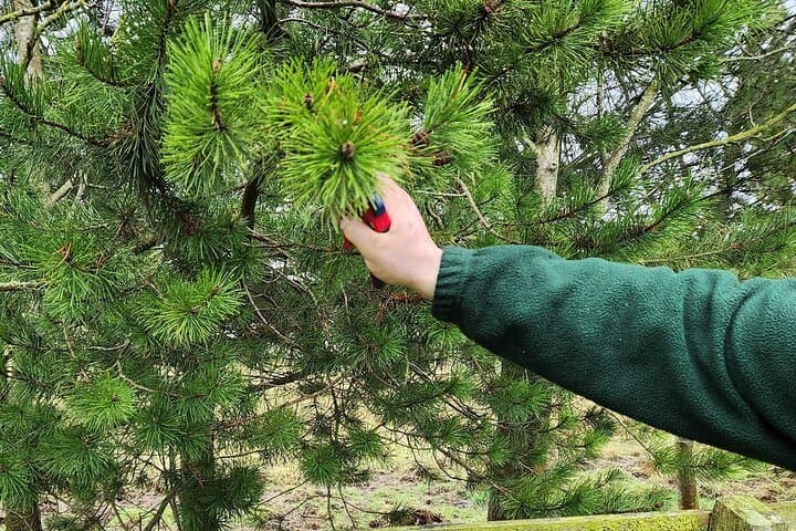 Beginner's Foraging Walk and Bushcraft Cookery Course in Northern Ireland photo 6