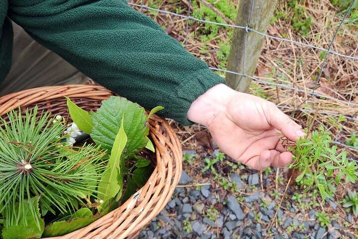 Beginner's Foraging Walk and Bushcraft Cookery Course in Northern Ireland photo 4