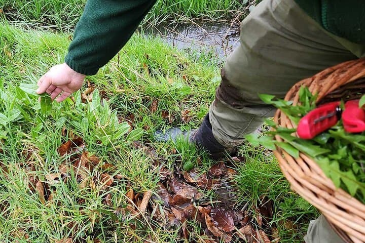 Beginner's Foraging Walk and Bushcraft Cookery Course in Northern Ireland photo 3