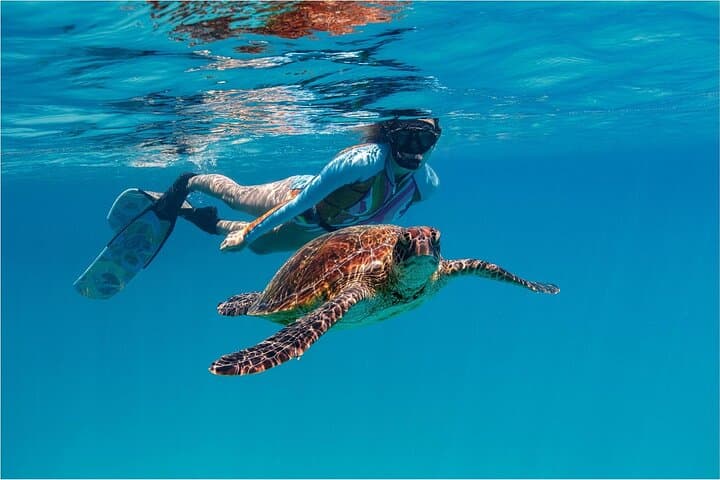 Private Turtle Snorkel & Photography Tour — Rarotonga