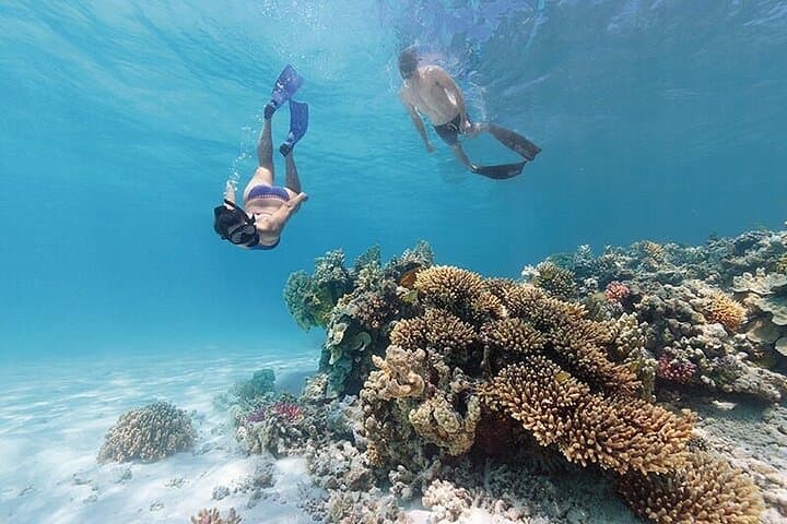 Private Turtle Snorkel & Photography Tour — Rarotonga photo 2
