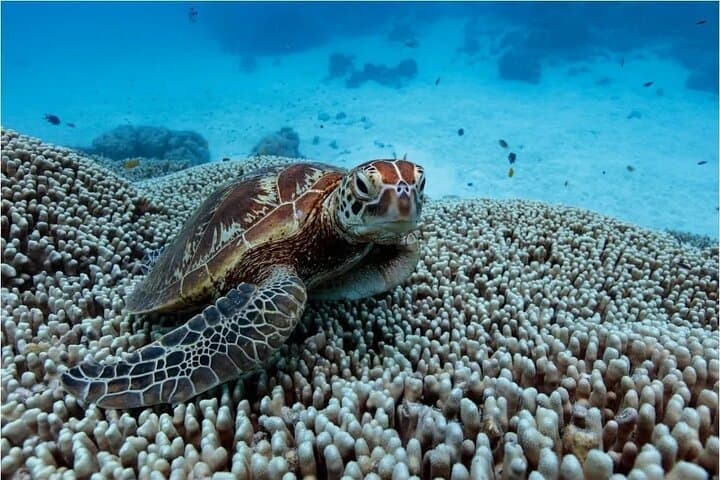 Swim with Turtles in Rarotonga: Guided Cook Islands Snorkel Tour photo 3