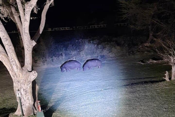 Victoria Falls Guided 4x4 Night Safari & Stargazing Experience photo 4