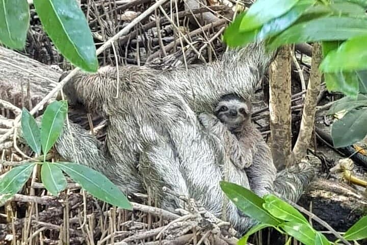 Tortuguero Canal Boat Tour from Puerto Limón — Rainforest Canals & Wildlife photo 5