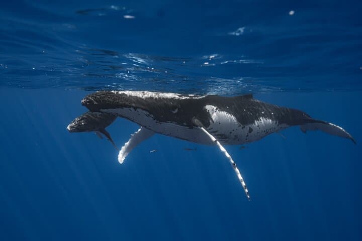 Olowalu Kayak and Turtle Town Snorkel with Whale Watching — Guided Tour on Maui photo 3