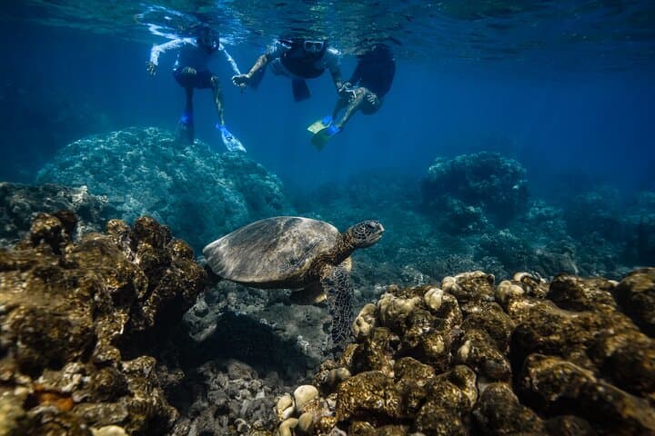 Turtle Town Snorkel in Wailea — Snorkel with Sea Turtles + Free Photos photo 5