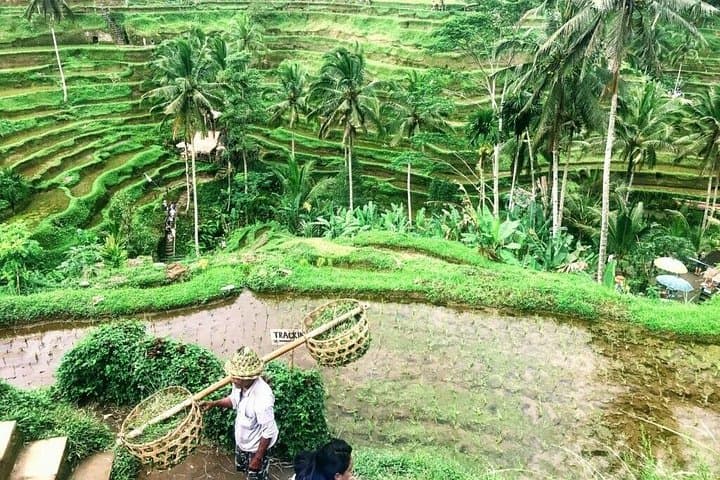 Heart of Bali Private Day Tour — Tegalalang Rice Terraces, Penglipuran & Hidden Waterfall
