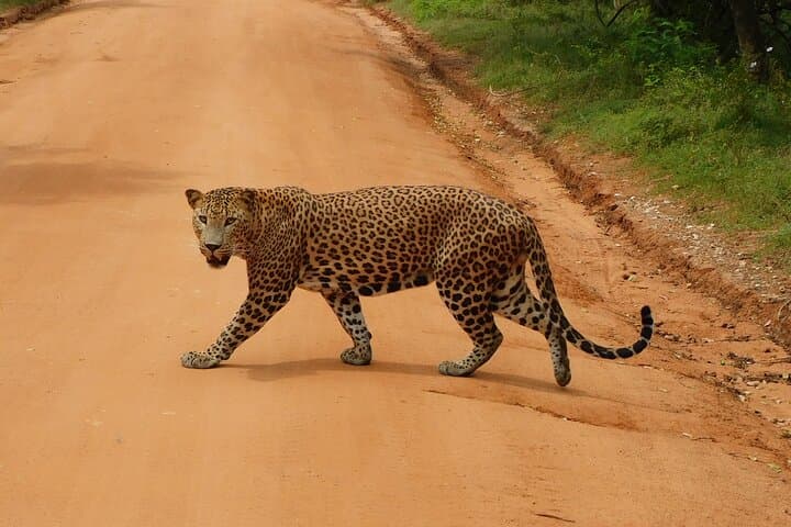 Yala Block 5 & 6 Safari — Lunugamwehera & Weheragala Leopard and Elephant Tour photo 6