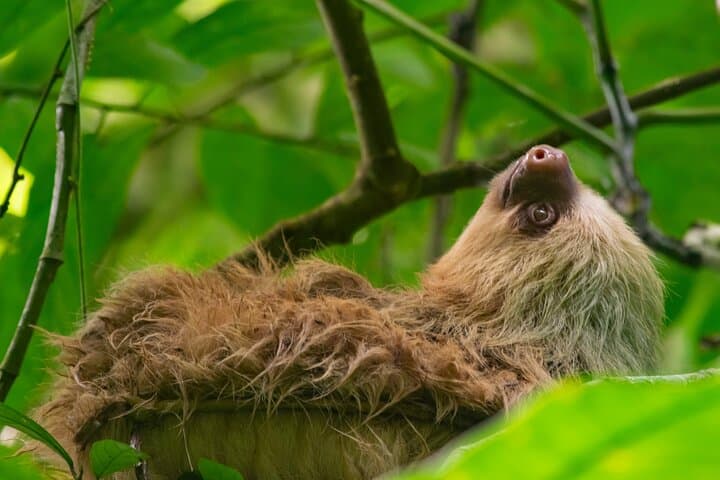 La Fortuna Sloth & Wildlife Walk — 90-Minute Rainforest Tour for Birds, Frogs & Photography