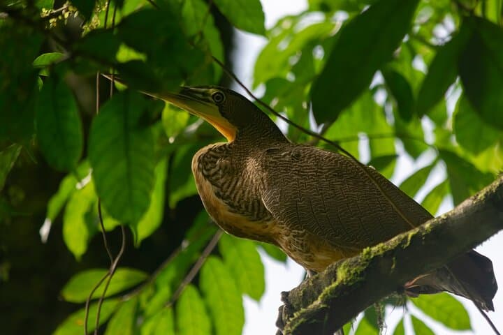 La Fortuna Sloth & Wildlife Walk — 90-Minute Rainforest Tour for Birds, Frogs & Photography photo 4