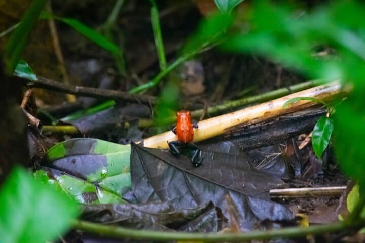 La Fortuna Sloth & Wildlife Walk — 90-Minute Rainforest Tour for Birds, Frogs & Photography photo 5