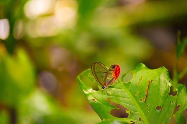 La Fortuna Sloth & Wildlife Walk — 90-Minute Rainforest Tour for Birds, Frogs & Photography photo 6