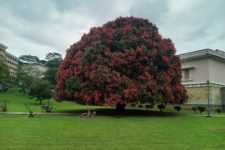 Half-Day Tuk-Tuk Tour of University of Peradeniya: Kandy Campus History, Nature & Culture photo 6
