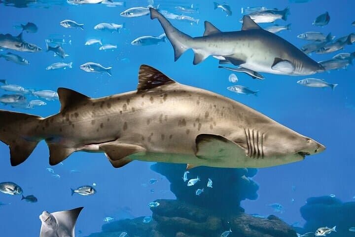 Palma Aquarium with Transfer: Full-Day Marine Experience in Mallorca photo 2